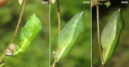 Colias croceus